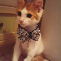 Sarman, Kedi  Misket fotoğrafı