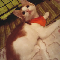 Sarman, Kedi  Misket fotoğrafı