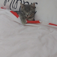 British Shorthair, Kedi  Mars fotoğrafı