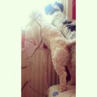 Tibet Terrieri, Köpek  Dex, Negro ve Muffin  fotoğrafı
