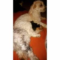 Tibet Terrieri, Köpek  Dex, Negro ve Muffin  fotoğrafı