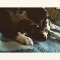 Tibet Terrieri, Köpek  Dex, Negro ve Muffin  fotoğrafı