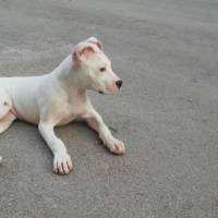Dogo Arjantin, Köpek  Miya fotoğrafı
