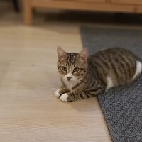 Tekir Kedi, Kedi  Jinny fotoğrafı