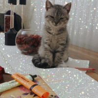 British Shorthair, Kedi  Ares fotoğrafı