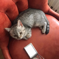 British Shorthair, Kedi  Ares fotoğrafı
