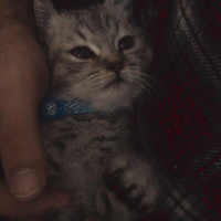 British Shorthair, Kedi  Ares fotoğrafı