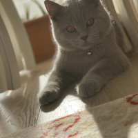 British Shorthair, Kedi  Zeus fotoğrafı