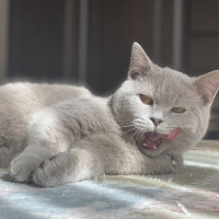 British Shorthair, Kedi  Zeus fotoğrafı