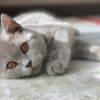 British Shorthair, Kedi  Zeus fotoğrafı