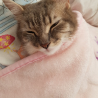 Tekir Kedi, Kedi  Mia fotoğrafı