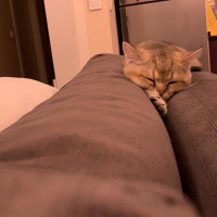 British Shorthair, Kedi  Badem fotoğrafı