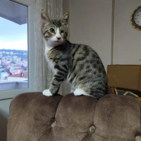 Tekir Kedi, Kedi  Odin fotoğrafı