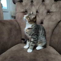 Tekir Kedi, Kedi  Odin fotoğrafı