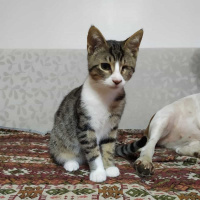 Tekir Kedi, Kedi  Odin fotoğrafı