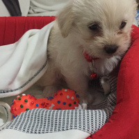 Maltese, Köpek  Mutlu fotoğrafı