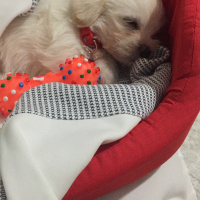 Maltese, Köpek  Mutlu fotoğrafı