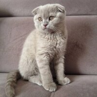 Scottish Fold, Kedi  Sugar fotoğrafı