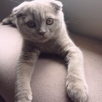 Scottish Fold, Kedi  Sugar fotoğrafı