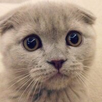 Scottish Fold, Kedi  Sugar fotoğrafı