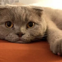 Scottish Fold, Kedi  Sugar fotoğrafı