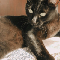 Bombay, Kedi  Kar fotoğrafı
