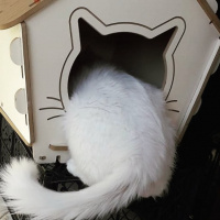 Van Kedisi, Kedi  Ludwig Van fotoğrafı