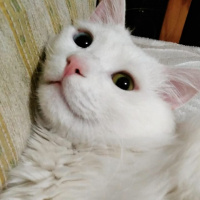 Van Kedisi, Kedi  Ludwig Van fotoğrafı