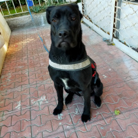 Cane Corso Italiano, Köpek  Hera fotoğrafı