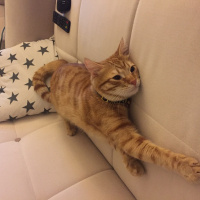 Tekir Kedi, Kedi  simbat fotoğrafı