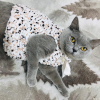 Scottish Fold, Kedi  Leyla fotoğrafı
