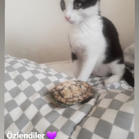 Siyam Kedisi, Kedi  Luci fotoğrafı