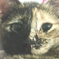 Tekir Kedi, Kedi  Venüs fotoğrafı