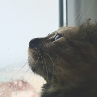 Tekir Kedi, Kedi  Venüs fotoğrafı
