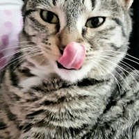 Tekir Kedi, Kedi  Çocuuk Kedi fotoğrafı