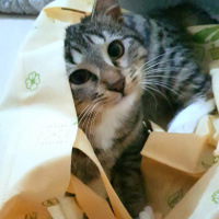 Tekir Kedi, Kedi  Çocuuk Kedi fotoğrafı