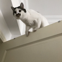 Tekir Kedi, Kedi  pamuk fotoğrafı