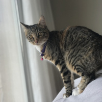 Tekir Kedi, Kedi  Moşe fotoğrafı