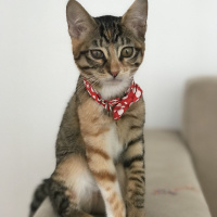 Tekir Kedi, Kedi  Moşe fotoğrafı
