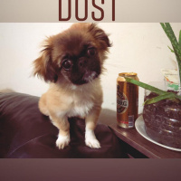 Pekingese, Köpek  Arya fotoğrafı