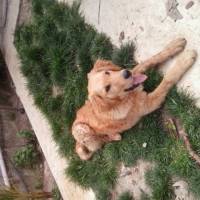 Golden Retriever, Köpek  Tommy fotoğrafı