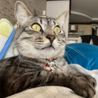 Tekir Kedi, Kedi  Şapşik fotoğrafı
