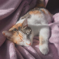 Soke, Kedi  Maca fotoğrafı