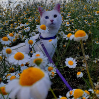 Ankara Kedisi, Kedi  Tosbiik fotoğrafı