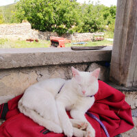 Ankara Kedisi, Kedi  Tosbiik fotoğrafı