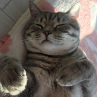 British Shorthair, Kedi  ice fotoğrafı