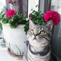 British Shorthair, Kedi  ice fotoğrafı