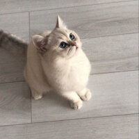 British Shorthair, Kedi  kiki fotoğrafı