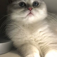 British Shorthair, Kedi  kiki fotoğrafı