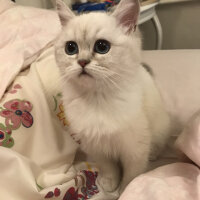 British Shorthair, Kedi  kiki fotoğrafı